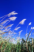 Sugarcane field.jpg