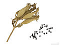 Saponaria officinalis MHNT.BOT.40.40.jpg